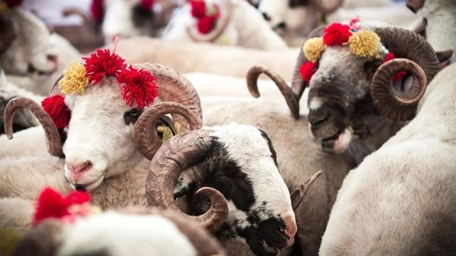Mezitli’de Kurban Satış ve Kesim Yerleri Neresi